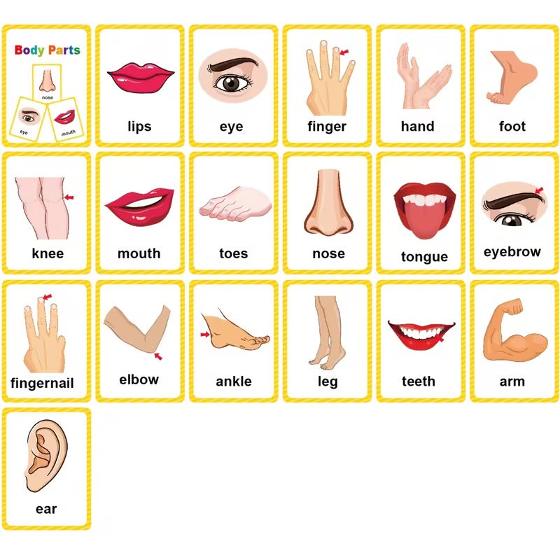 Communication Cards — Body Parts